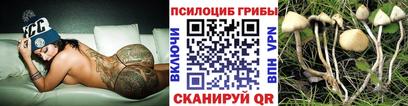 Псилоцибиновые грибы Psilocybe  Купить где  Нязепетровск 